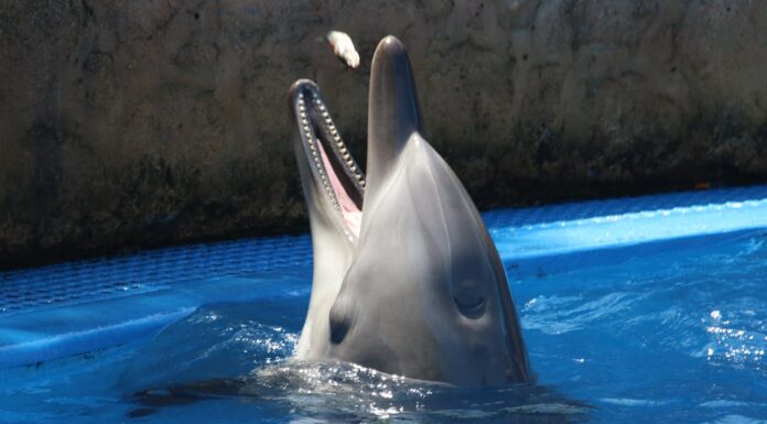 The Most Magical Kiss Between Land and Sea