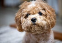 Wig or Dog? Abandoned Pup’s Makeover Will Leave You Speechless