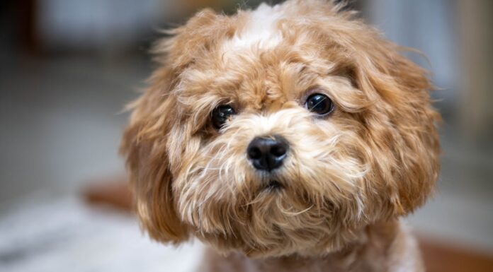 Wig or Dog? Abandoned Pup’s Makeover Will Leave You Speechless