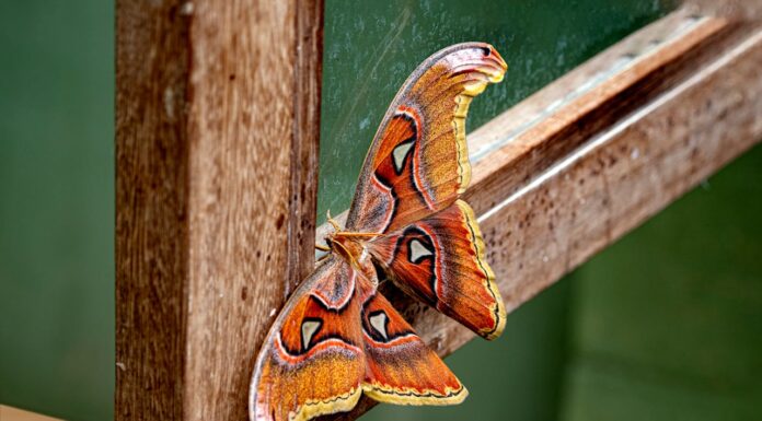 Think You Saw Three Snakes in a Tree? Look Again!