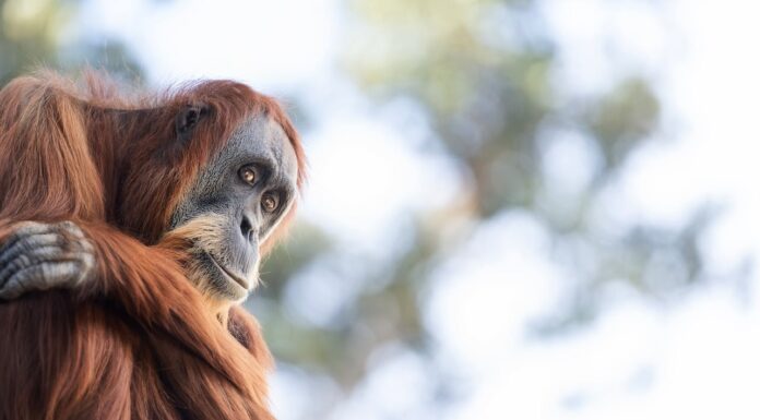 Meet the Albino Orangutan Living on Her Own Private Island