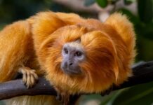 This Golden Snub-Nosed Monkey Eating Berries Is The Cutest Thing You’ll See Today