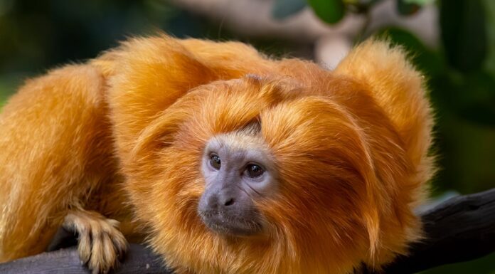 This Golden Snub-Nosed Monkey Eating Berries Is The Cutest Thing You’ll See Today