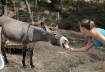 Donkey’s Hilarious ‘Thank You’ After Flood Rescue Wins Over the Internet