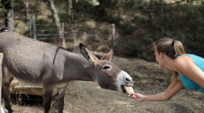 Donkey’s Hilarious ‘Thank You’ After Flood Rescue Wins Over the Internet