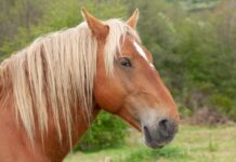 Horse’s Mouth Gone Wild: The Funniest Picture You’ll See Today