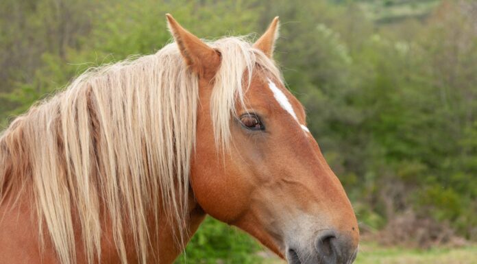 Horse’s Mouth Gone Wild: The Funniest Picture You’ll See Today