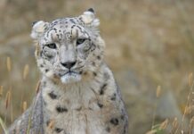 Can You Spot the Snow Leopard? Most People Can’t!