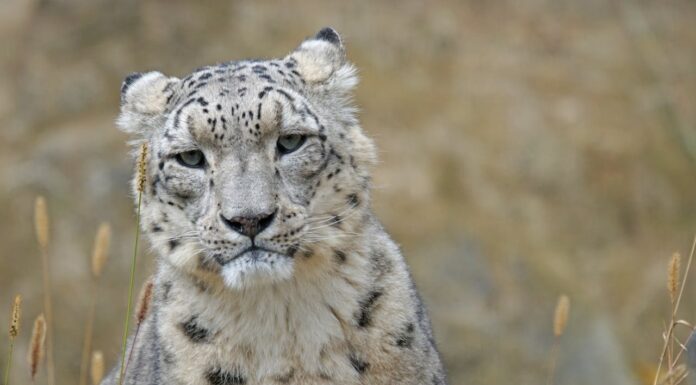 Can You Spot the Snow Leopard? Most People Can’t!