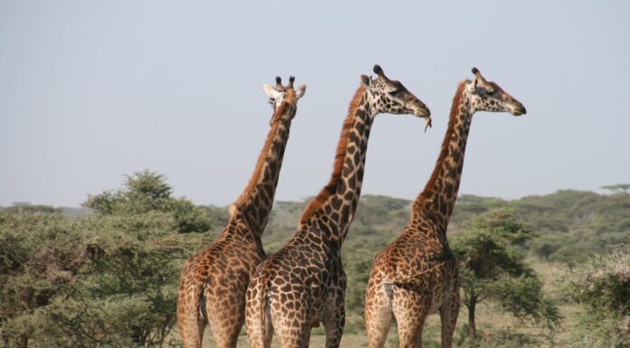 What’s the First Animal You See? It Reveals More About You Than You Think