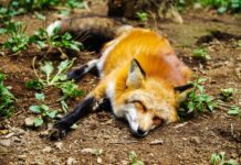 Meet Woody: The Blind Fox Who Found Friendship and a Forever Home