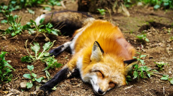 Meet Woody: The Blind Fox Who Found Friendship and a Forever Home