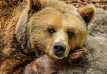 After Years in a Tiny Cage, This Obese Bear’s Life Is About to Change Forever
