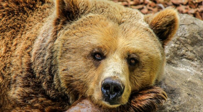 After Years in a Tiny Cage, This Obese Bear’s Life Is About to Change Forever