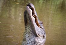 You Won’t Believe How This Baby Elephant Escaped a Crocodile’s Grip!