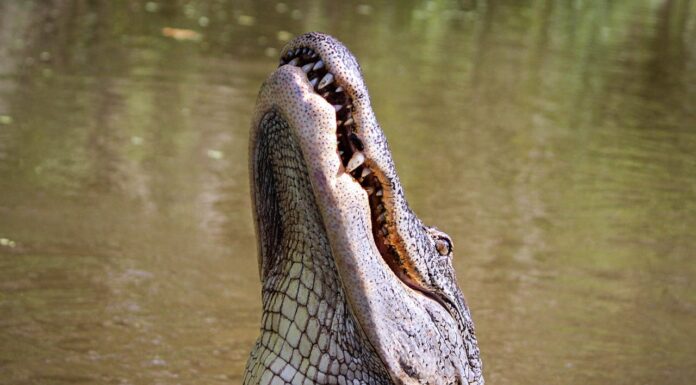 You Won’t Believe How This Baby Elephant Escaped a Crocodile’s Grip!