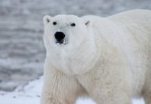 Ever Seen a Polar Bear Play with a Hat? You Will Now!