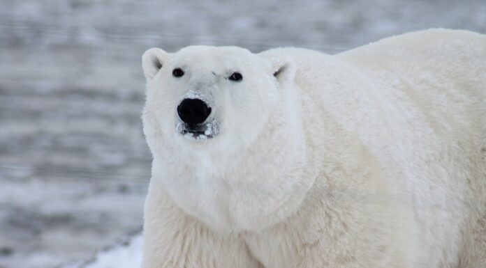 Ever Seen a Polar Bear Play with a Hat? You Will Now!