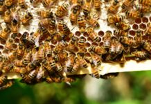 Her Car Became the Center of a Bee Drama—Here’s Why