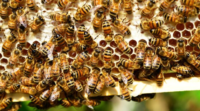 Her Car Became the Center of a Bee Drama—Here’s Why