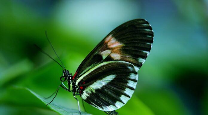 When Nature Surprises You: The Tale of the Mourning Cloak Butterfly