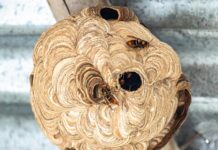 Man Discovers “Hornet’s Nest” in Attic, But What’s Inside Leaves Him Stunned