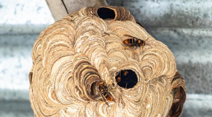 Man Discovers “Hornet’s Nest” in Attic, But What’s Inside Leaves Him Stunned