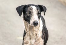 Abandoned Dog Found on Island—This Hero Refused to Walk Away