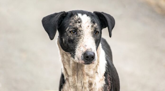Abandoned Dog Found on Island—This Hero Refused to Walk Away