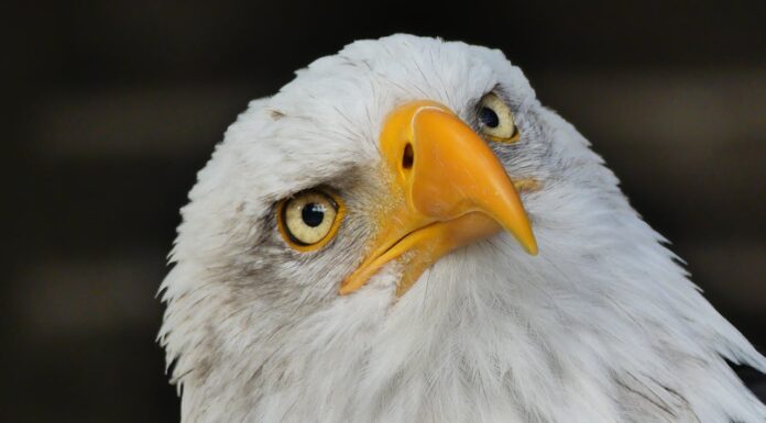 Eagle Dad-to-Be? Bald Eagle’s ‘Rock Baby’ Turns Into the Real Deal
