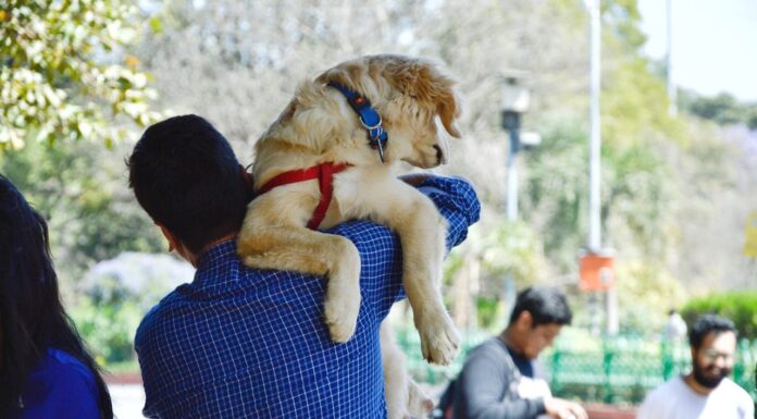 Dad’s Unusual Choice: Carrying His Dog Instead of His Son Sparks Debate
