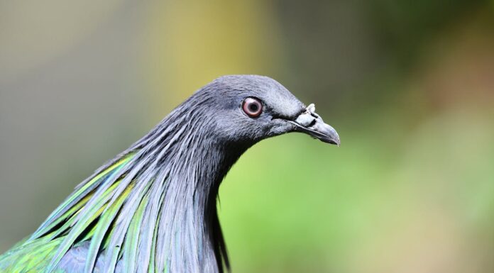 Think the Dodo Is Gone Forever? Meet Its Colorful Relative