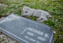 “Born a Dog, Died a Gentleman” — A Forgotten Grave Tells a Remarkable Story