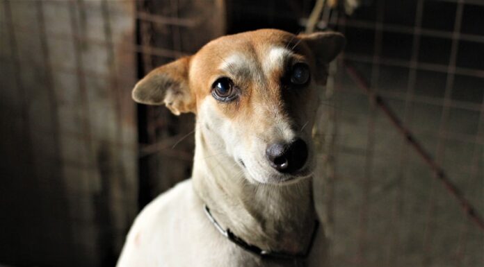 Lonely Shelter Dog Faces Heartbreak, Then Gets the Best Surprise
