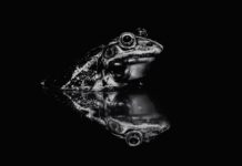 This Frog Image Has a Surprising Secret—Can You Find It?