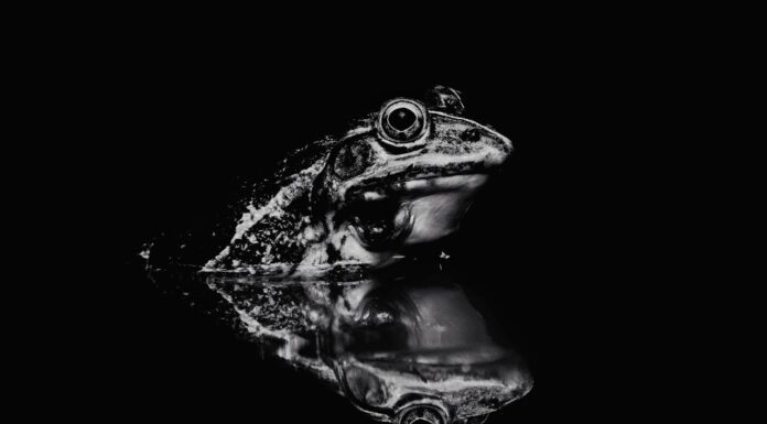 This Frog Image Has a Surprising Secret—Can You Find It?