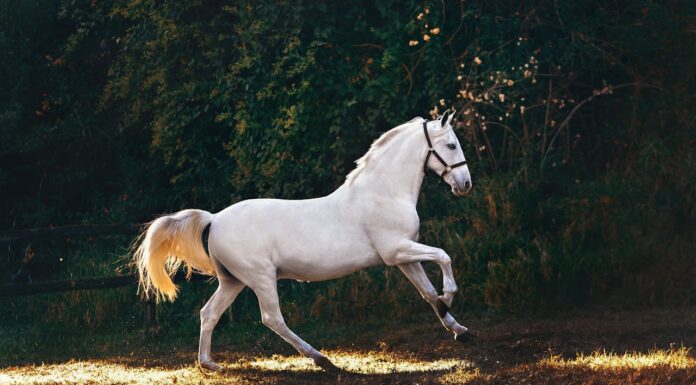 How One Horse Honored Her Late Owner with 15 Years of Daily Walks