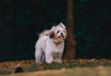 “I Couldn’t Let Her Fall!” Man Saves Dog in Heroic Moment