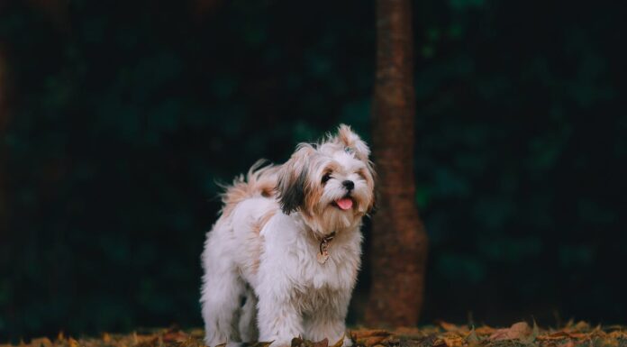 “I Couldn’t Let Her Fall!” Man Saves Dog in Heroic Moment