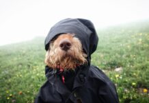 Would You Spend $15k to Fulfill a Childhood Dream? This Man Did—As a Dog