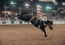 A Horse That Dances to Music? You’ll Want to Watch This Again!