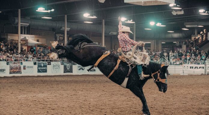 A Horse That Dances to Music? You’ll Want to Watch This Again!