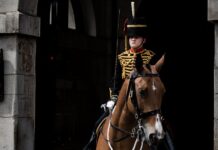 Royal Horse’s ‘Payback’ Moment Leaves Tourists in Shock (and Laughter)