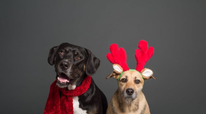 He Became a Dog for $15K—Now He’s Hoping to Find His “Girl Dog” Love