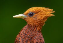 Man vs. Woodpecker: The Wild Surprise Lurking Behind His Walls!