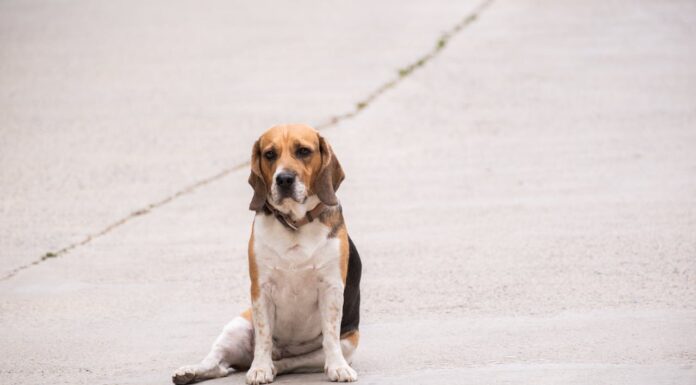 Who Leaves Their Dog Behind? This Heartwarming Rescue Will Restore Your Faith