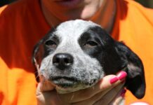 This Rescue Dog Walked 40 Miles—You Won’t Believe Why