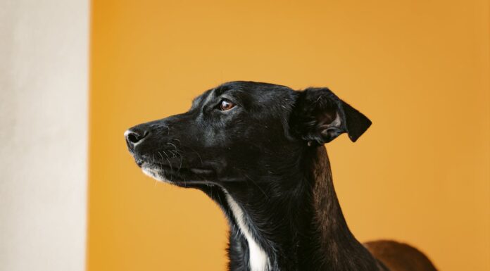 Rescue Dog Beats Alcohol Addiction and Finds Hope After Tragedy