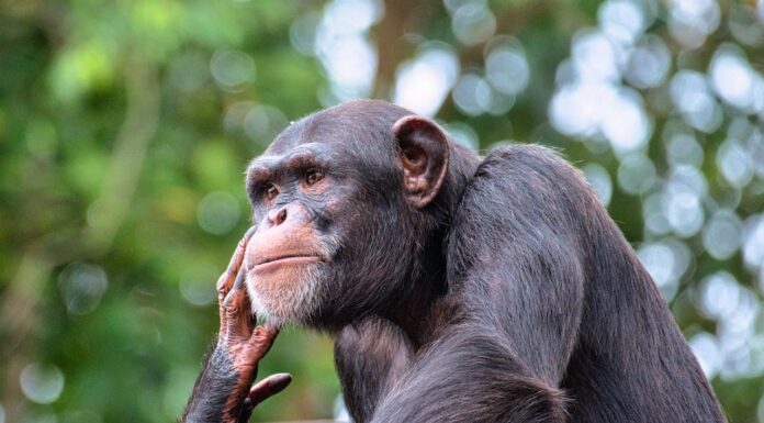 Caged for 29 Years, This Chimp Sees the Sky for the First Time—and Her Reaction Is Priceless