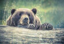 Wild Bear Walks Into a Home… And Walks Out With Dinner!